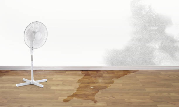 Best Water damage restoration mold remediation  in South Hutchinson, KS