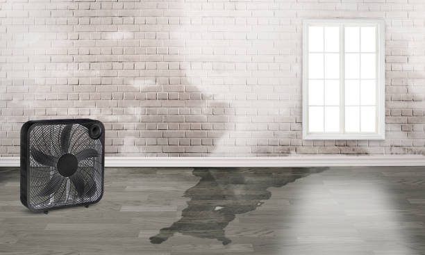 Best Flood restoration services  in South Hutchinson, KS
